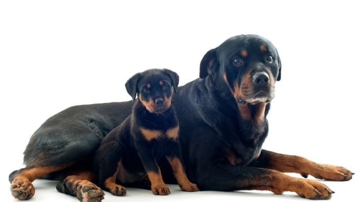 7 Rottweiler Colors You Never Knew Existed (With Pictures)