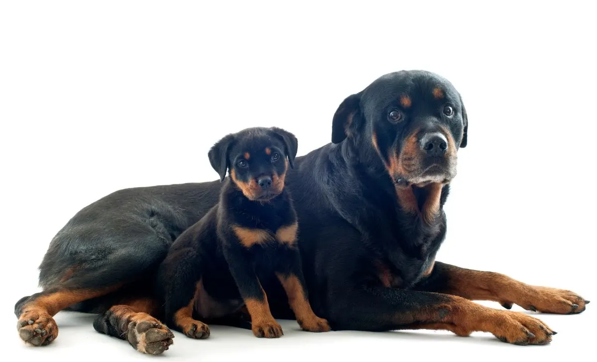 Rottweiler big and puppy