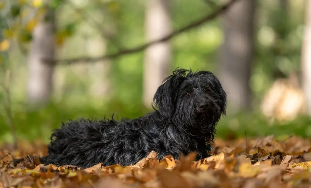 Russian Bolonka Dog