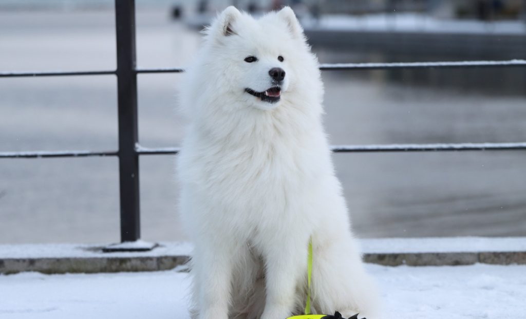 Samoyed