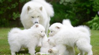 29 Dogs That Look Like Teddy Bears You Will Fall In Love With