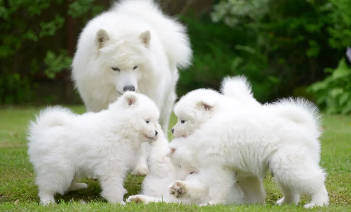 Samoyed fluffy dogs with puppy