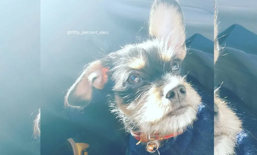 Chihuahua x Schnauzer