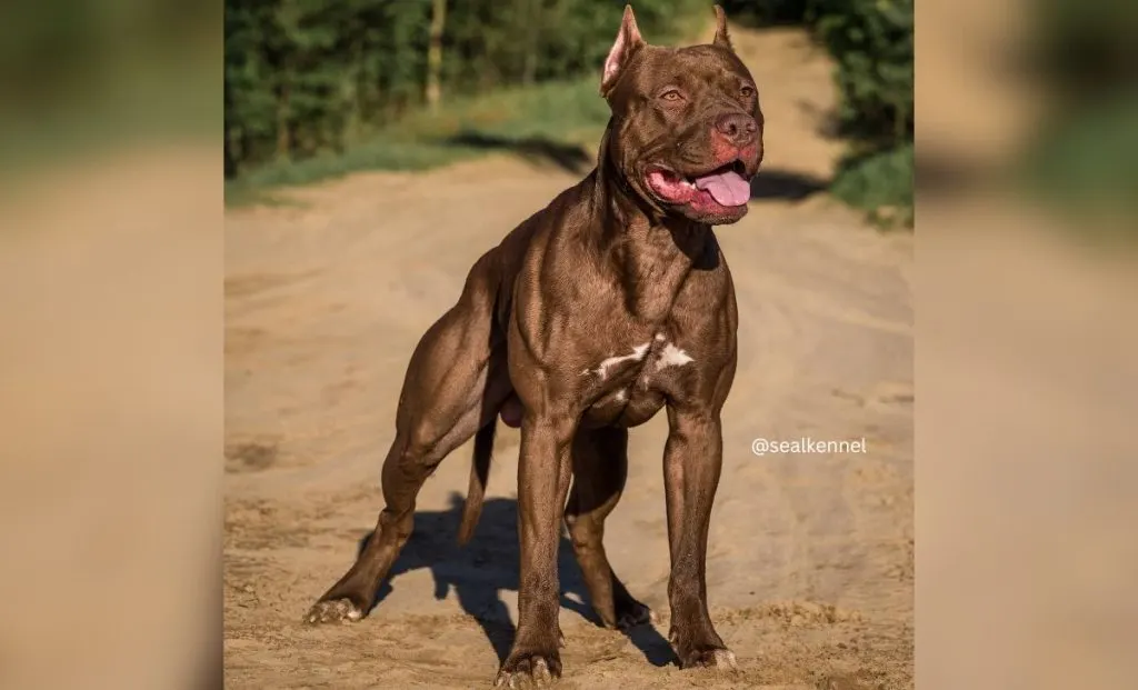 Seal Pitbull