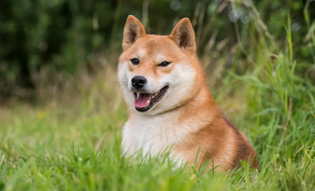 Shiba Inu