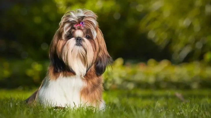 20 Shih Tzu Colors That Will Leave You Breathless