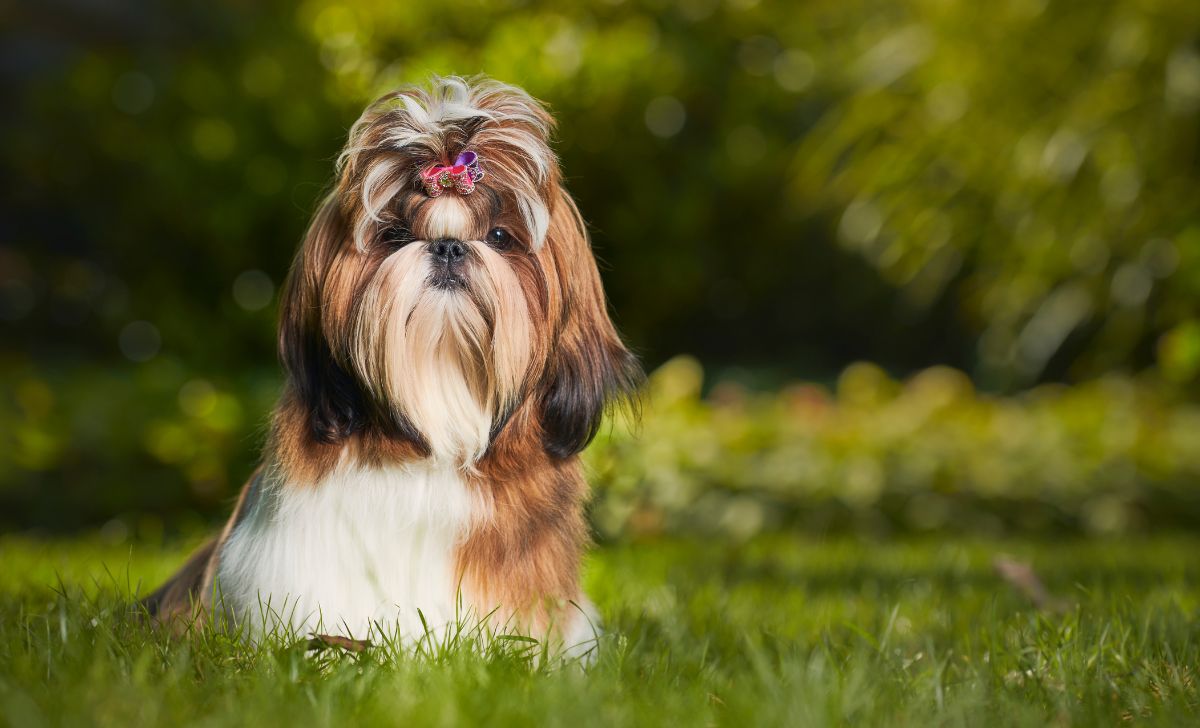 shih tzu