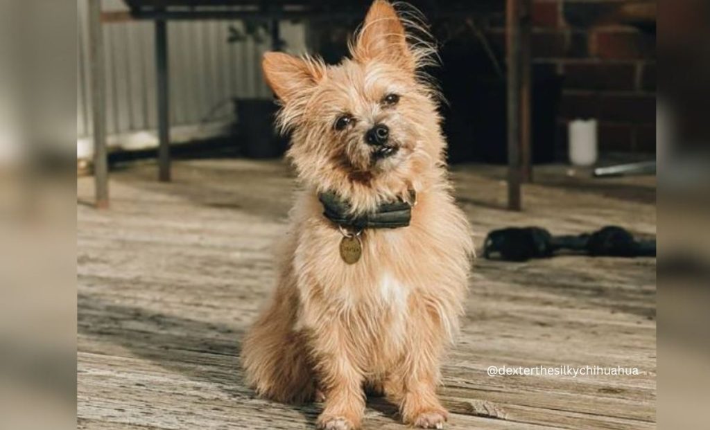 Silky Terrier x Chihuahua