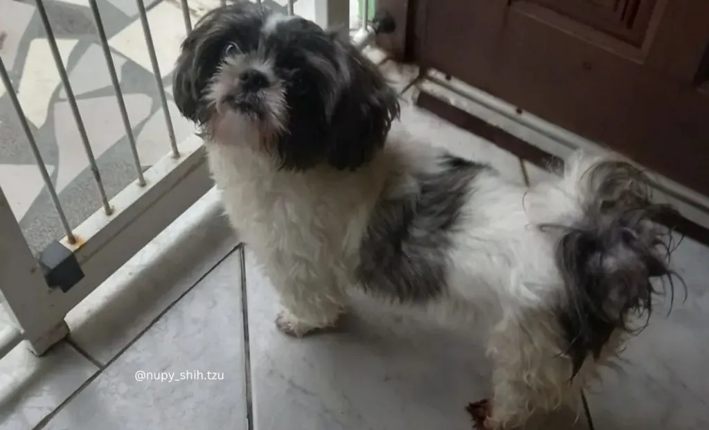 silver and white shih tzu