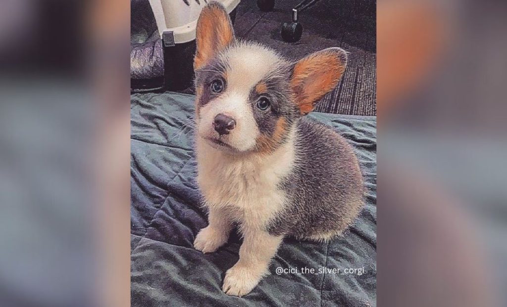 Silver corgi