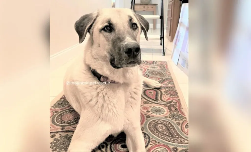 Silver mask anatolian shepherd