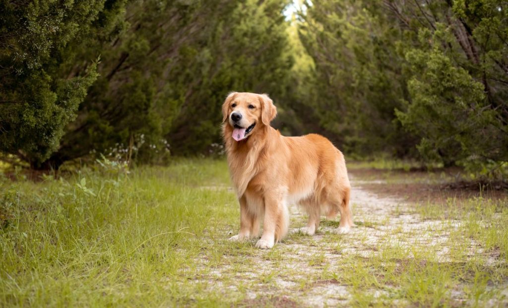 Standard golden retriever