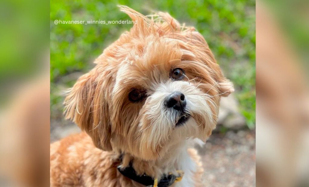 tan and white havanese color