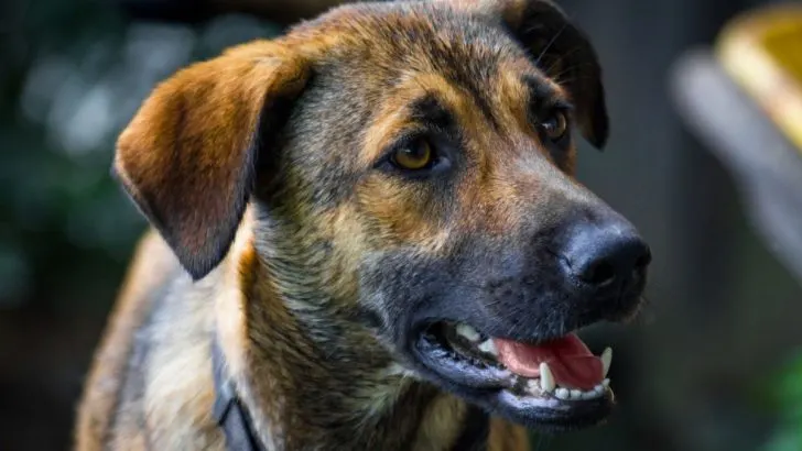 16 Anatolian Shepherd Mixes With Pictures To Show