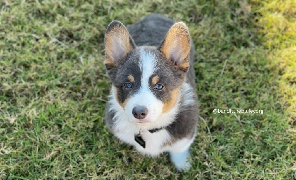 The Bluie Corgi