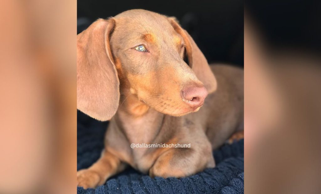 The Isabella & Tan Dachshund color