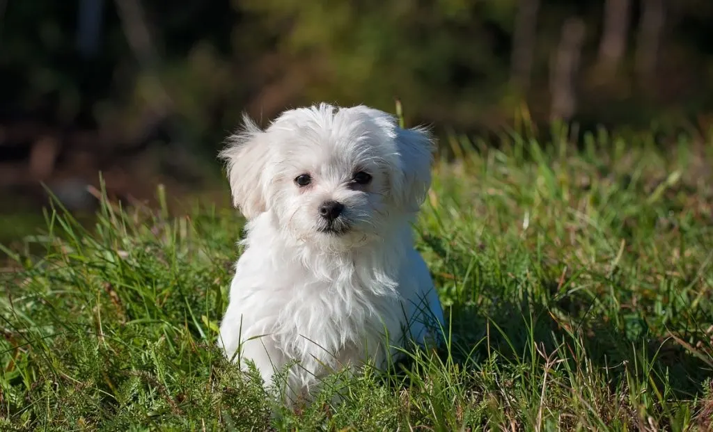 Maltese