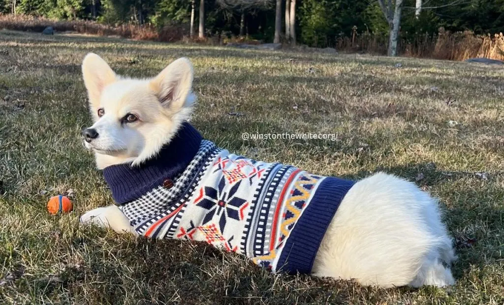 The Whitelie Corgi