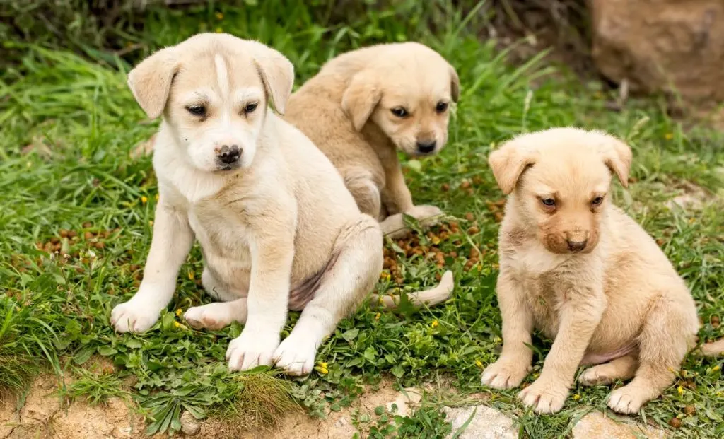 3 anatolian puppies