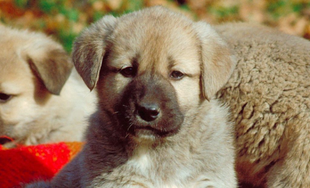 the anatolian shepherd puppy