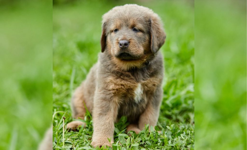 the anatolian shepherd puppy