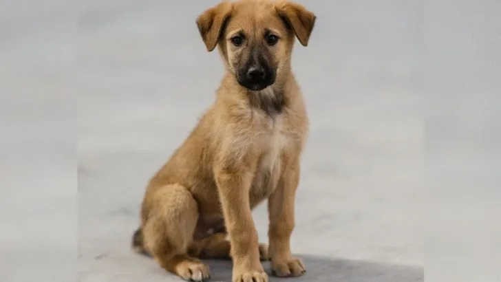 Anatolian Shepherd Growth Chart & 7 Tips To Help Them Grow