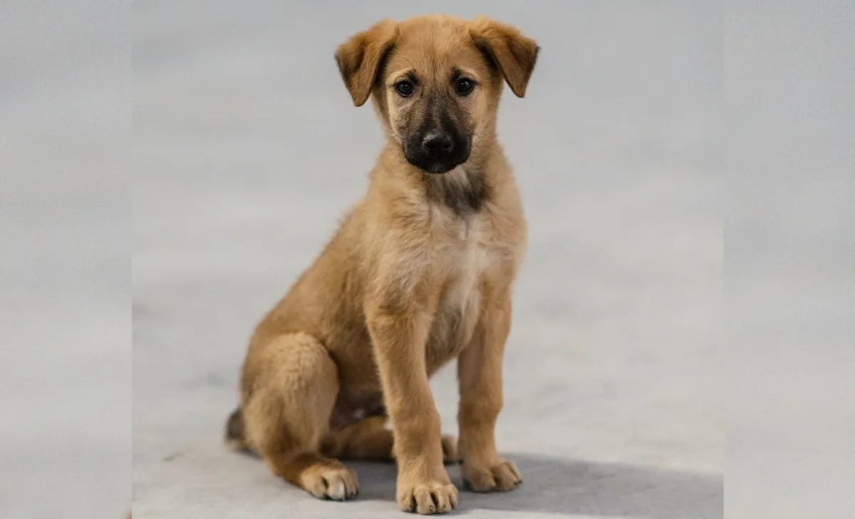 The anatolian shepherd puppy