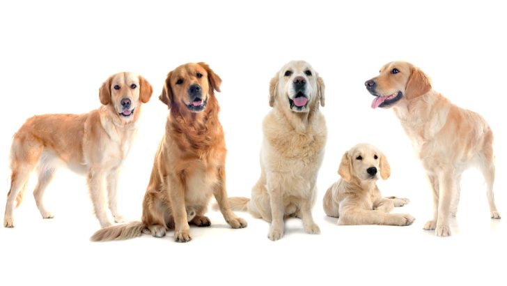 3 Shining Golden Retriever Colors And What Makes Them Special