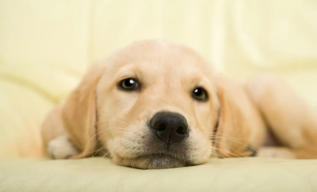 white labrador puppy