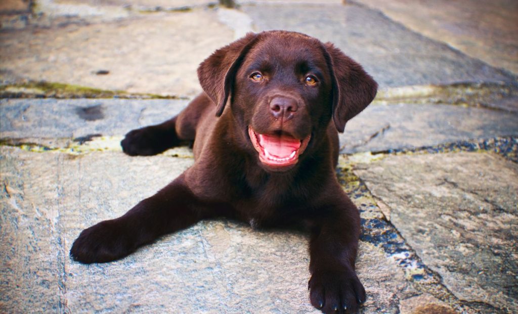 labrador puppy