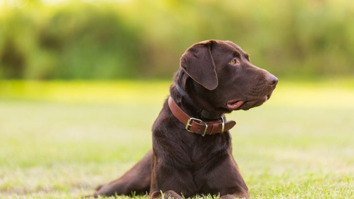 The 5 Most Phenomenal Labrador Breeders California Has In Store for You