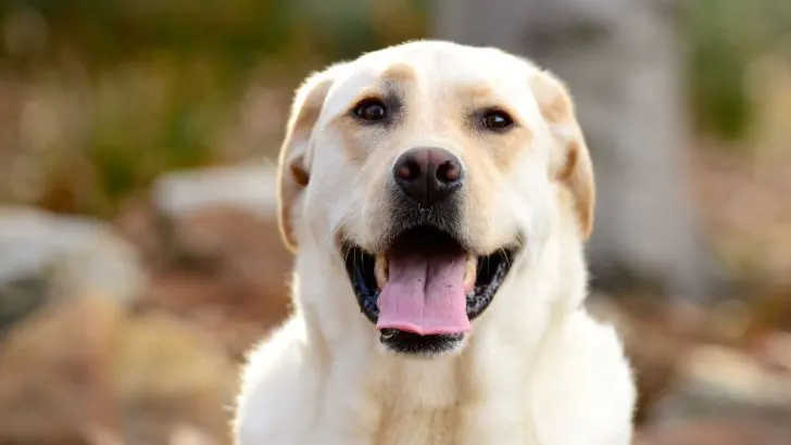 Labrador Retriever Growth Chart And 5 Factors That Affect It