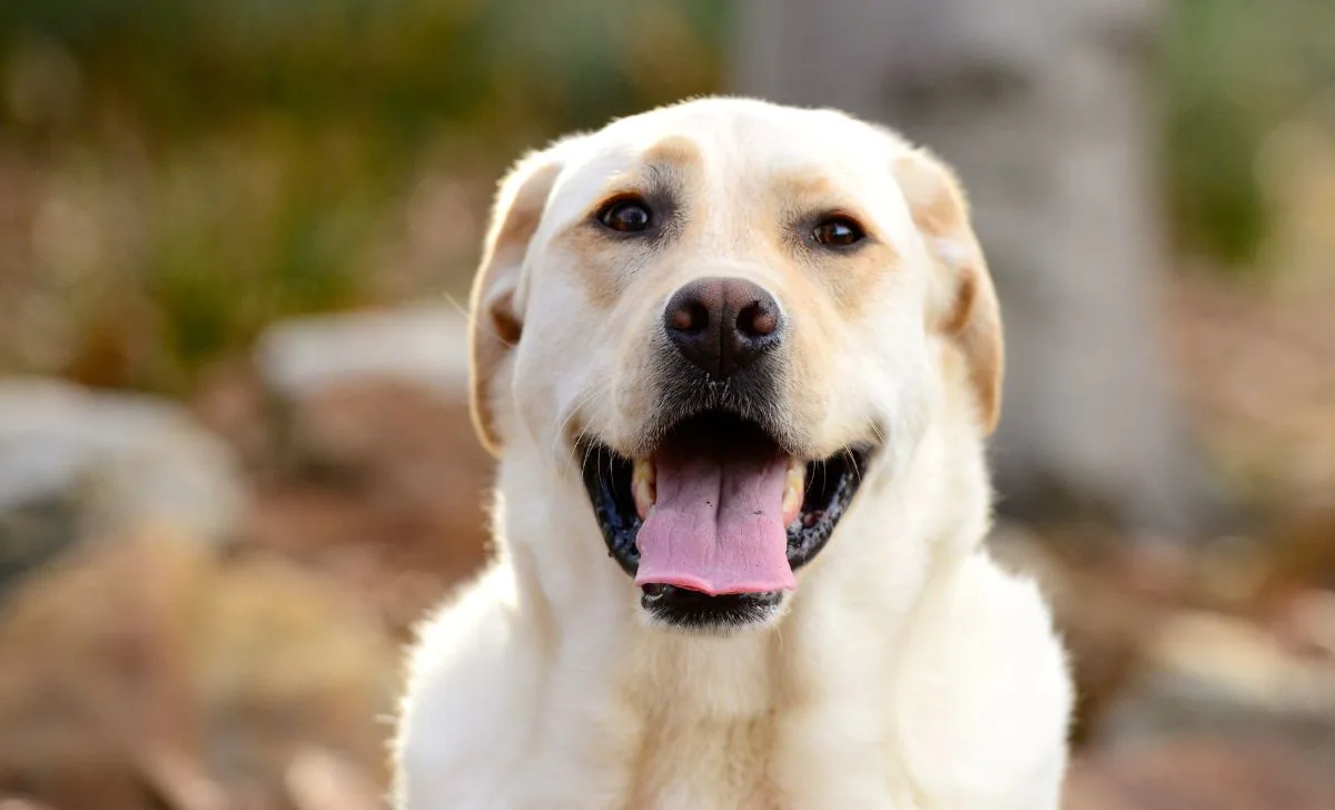 Yellow labrador