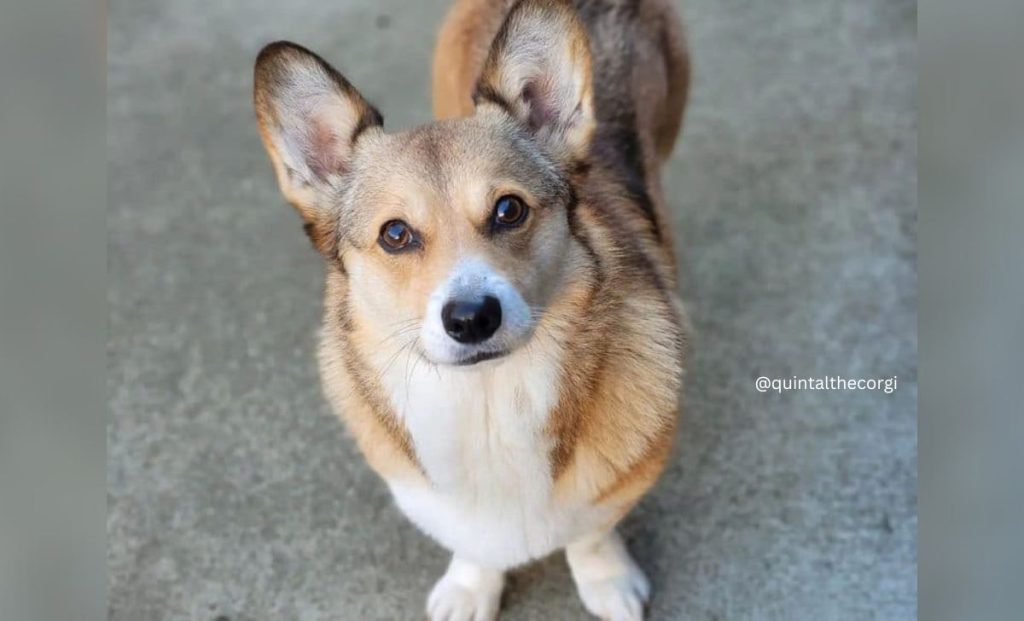 The sable corgi