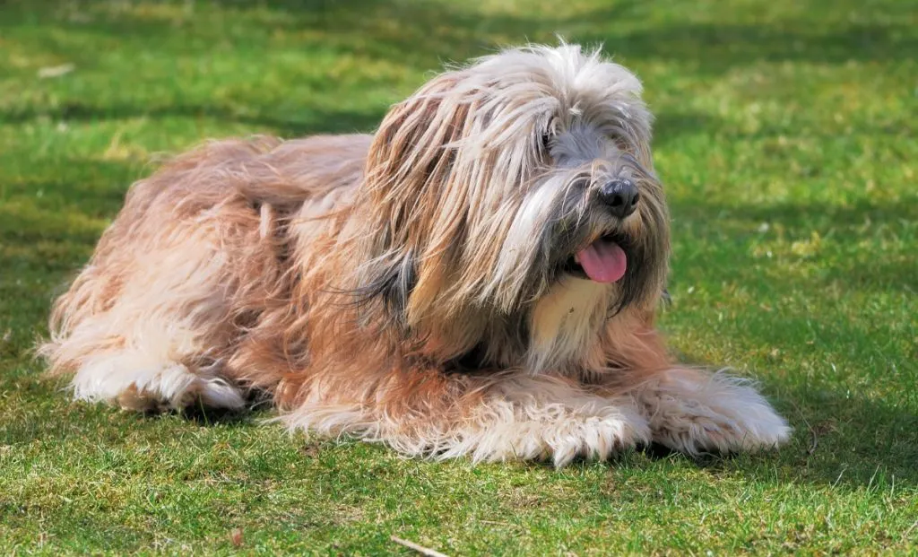 Tibetan-Terrier