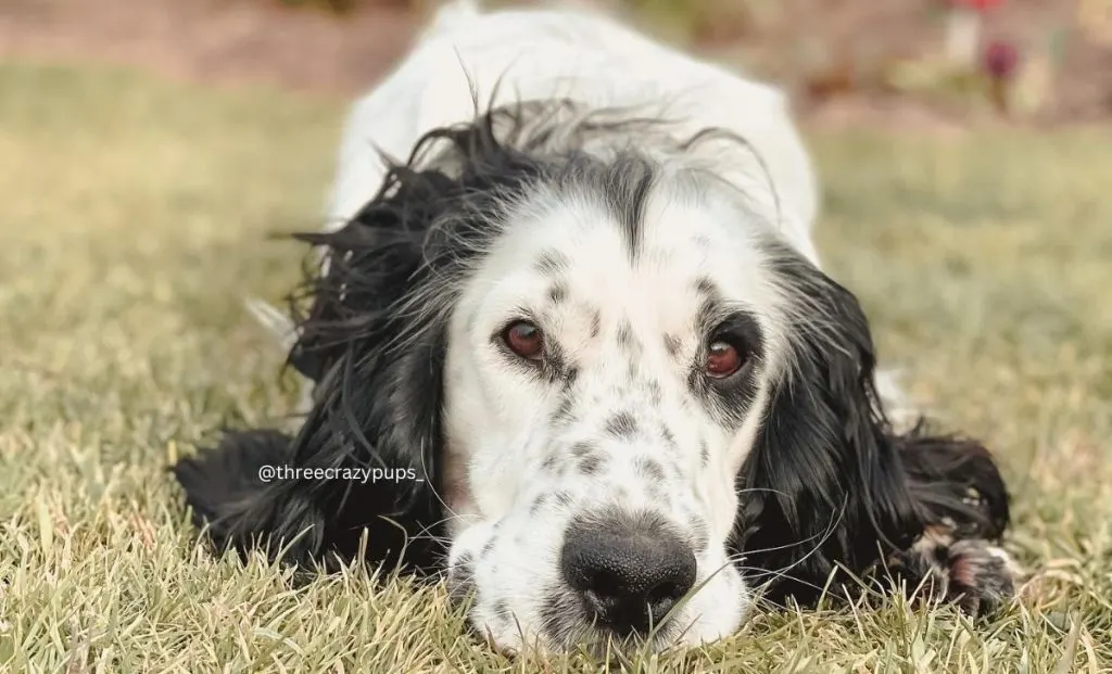 Ticking patern cocker spaniel color