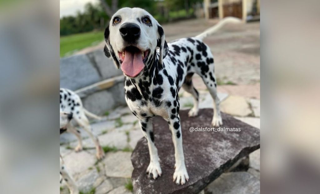 Two-tone Dalmatian color