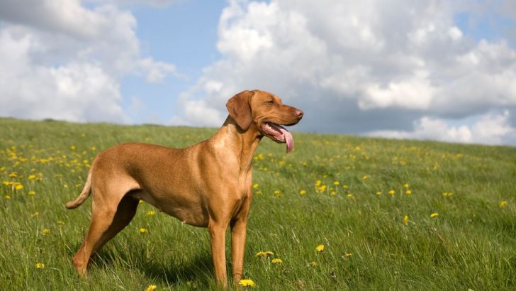 7 Beautiful Vizsla Colors: Which Are Approved And Which Are Not