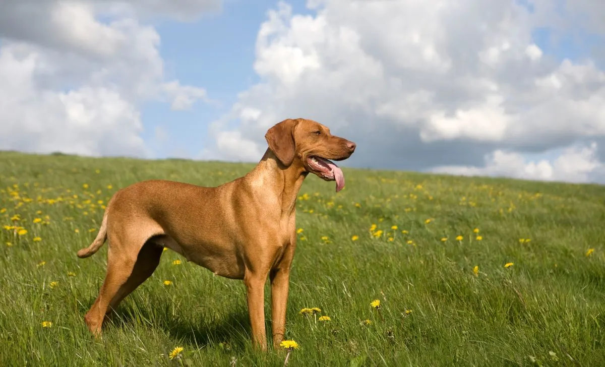 Vizsla naslovna slika