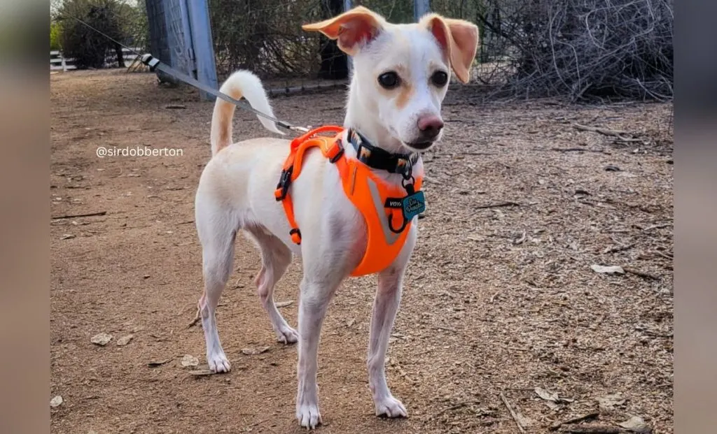 Chihuahua x Whippet