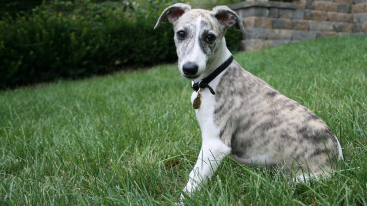 21 Whippet Colors And 6 Unique Markings (With Photos) 