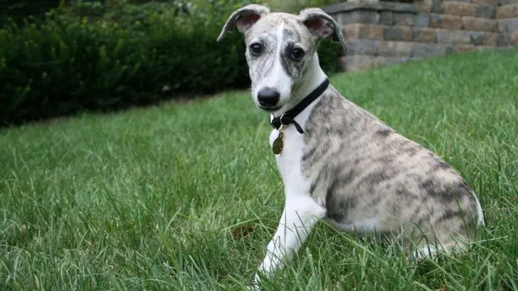 21 Whippet Colors And 6 Unique Markings (With Photos)