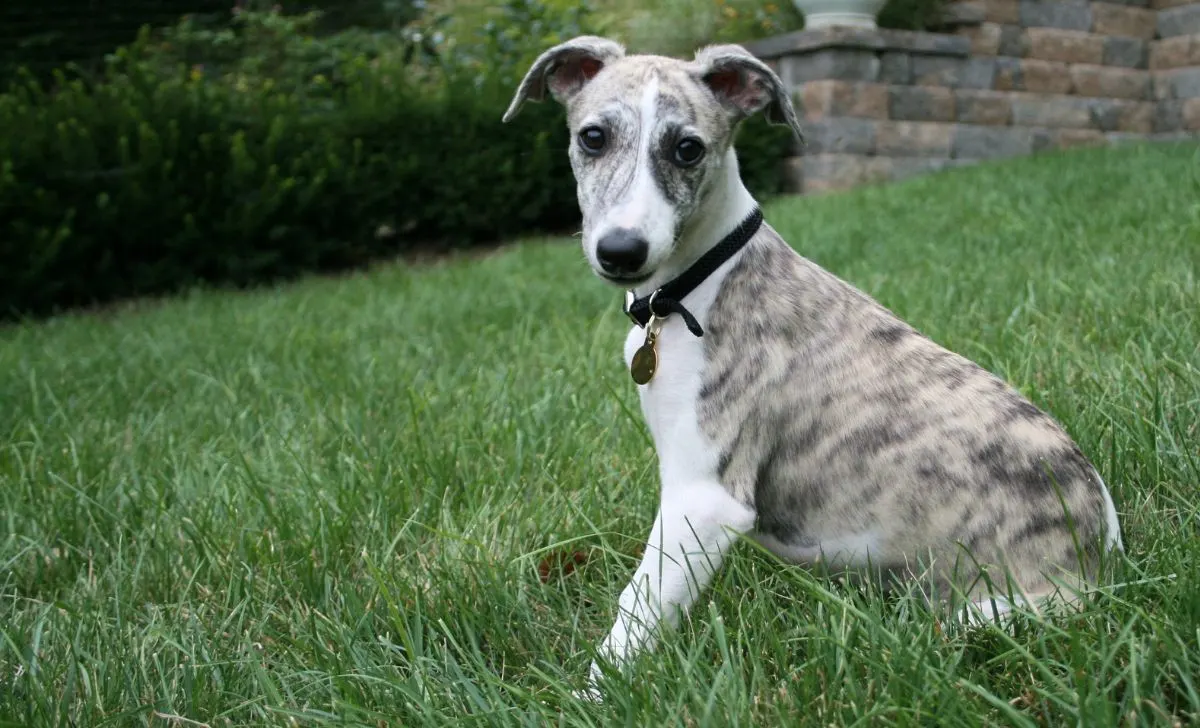 Whippet Colors And Unique Marking