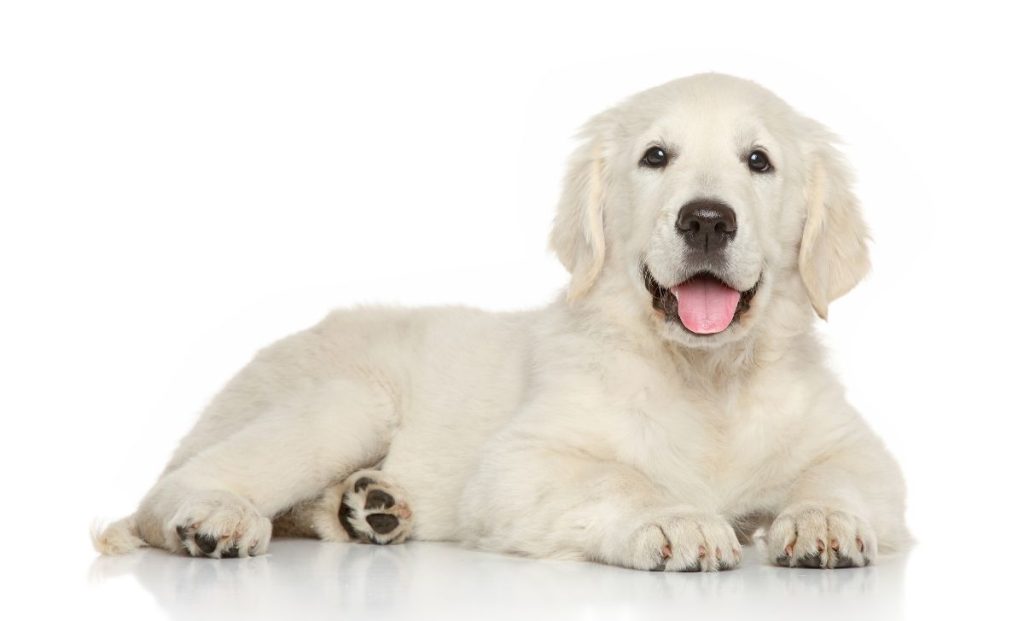 White golden retriever