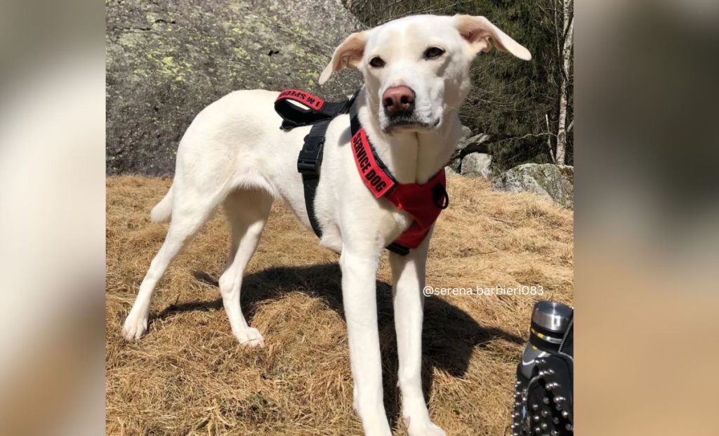 White Dalmatian color