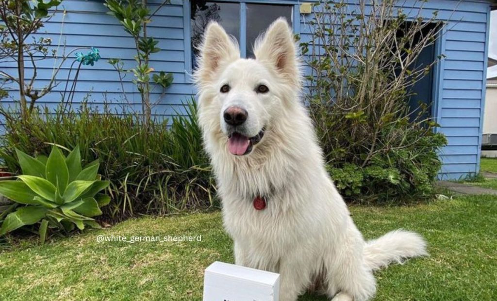 White German Shepherd color