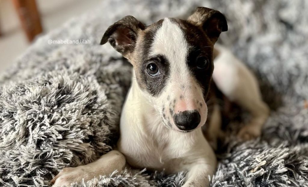 White Markings And Black Mask whippet color