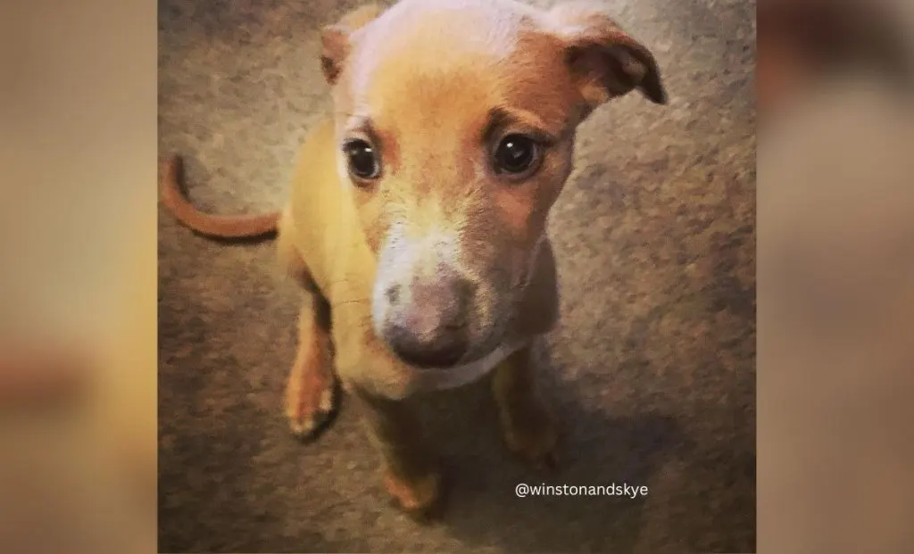 White Markings And Blue Mask whippet color