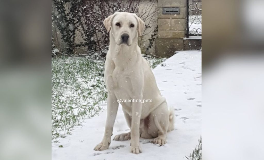 White anatolian shepherd