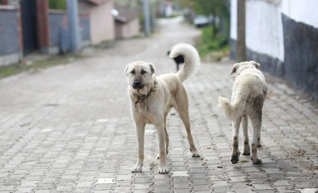 White anatolian shepherd